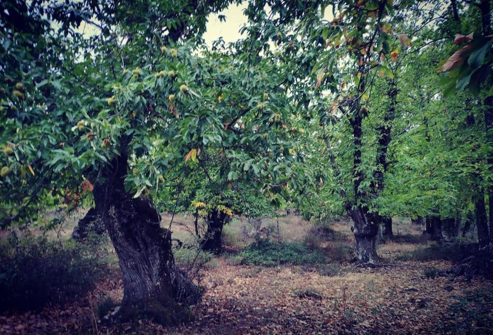 הוילה ארקנה Olivae מראה חיצוני תמונה